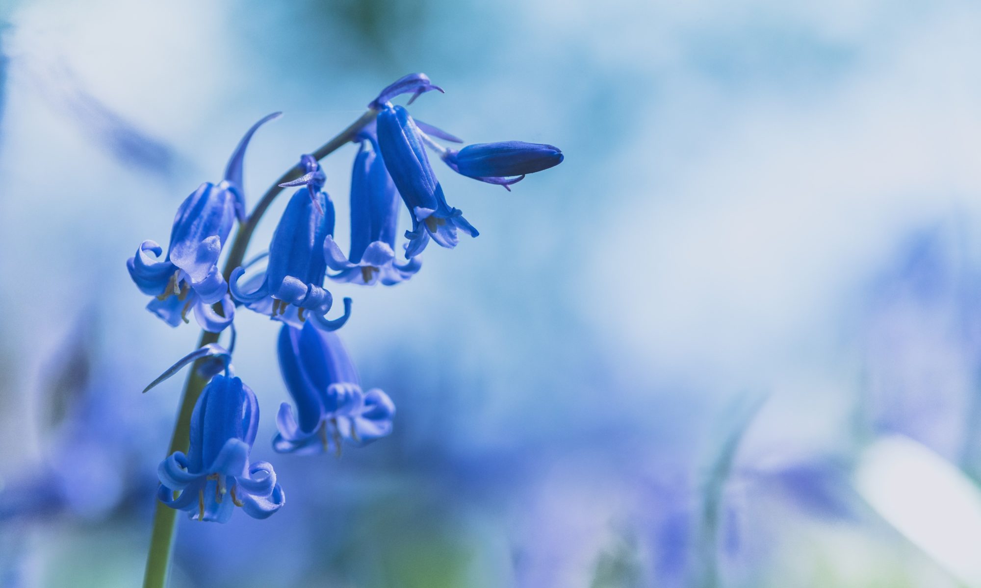 bluebell photo to illustrate blog on mindfulness and me